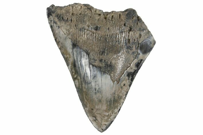 Partial, Fossil Megalodon Tooth - Serrated, Blade #172220